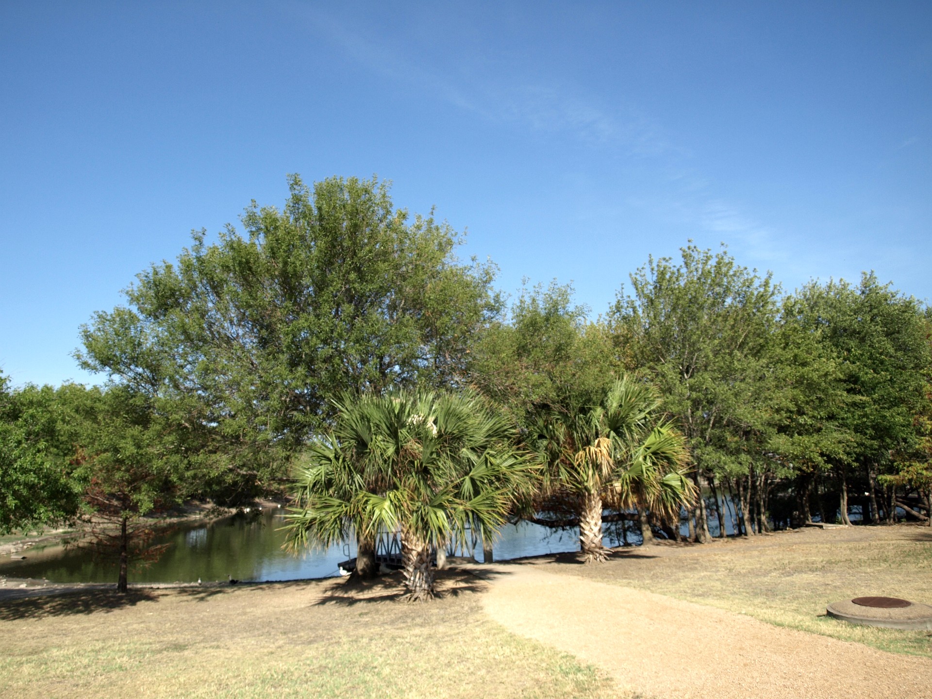 Twin Palms on Mills Pond